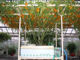 �z�[���n�C�|�j�J�R�O�R